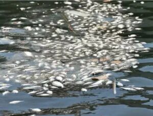 İZMİR KÖRFEZİ CAN ÇEKİŞİYOR! BALIK ÖLÜMLERİ ALARM VERİYOR!