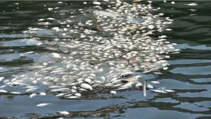 İZMİR KÖRFEZİ CAN ÇEKİŞİYOR! BALIK ÖLÜMLERİ ALARM VERİYOR!