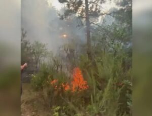 SEVGİLİSİNE KIZDI ORMAN YAKTI!