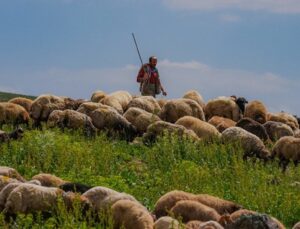 ÇOBAN KRİZİ! AYLIK ÜCRET 130 BİN TL!