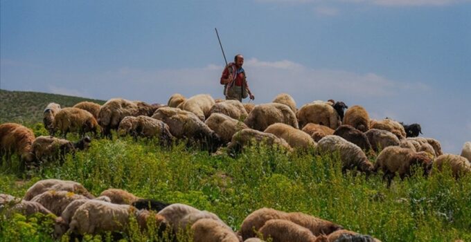 ÇOBAN KRİZİ! AYLIK ÜCRET 130 BİN TL!