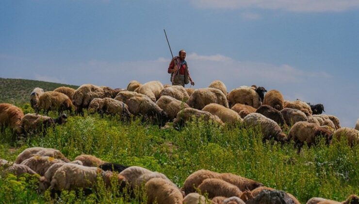 ÇOBAN KRİZİ! AYLIK ÜCRET 130 BİN TL!