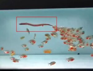 PİRANA DOLU AKVARYUMA CANLI YILAN ATTILAR! GÖRÜNTÜLER DEHŞETE DÜŞÜRDÜ!