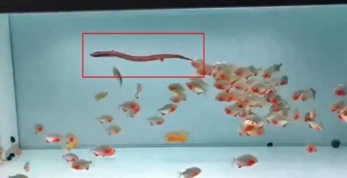 PİRANA DOLU AKVARYUMA CANLI YILAN ATTILAR! GÖRÜNTÜLER DEHŞETE DÜŞÜRDÜ!