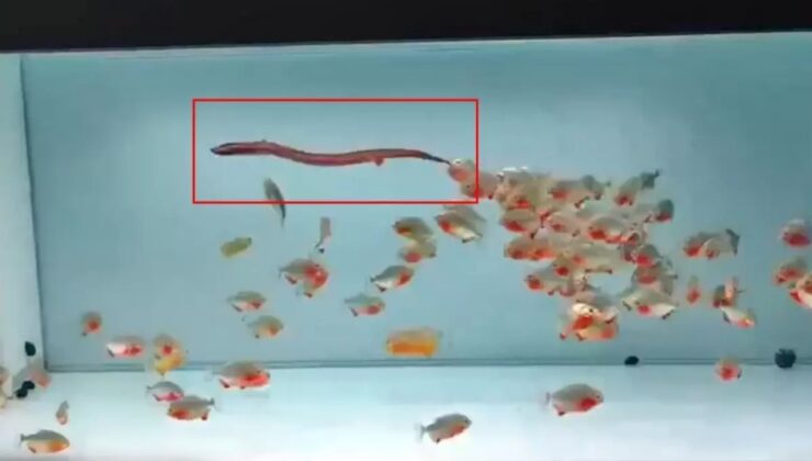 PİRANA DOLU AKVARYUMA CANLI YILAN ATTILAR! GÖRÜNTÜLER DEHŞETE DÜŞÜRDÜ!