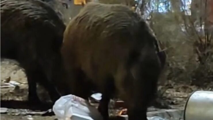 İZMİR’DE ÇÖP YIĞINLARINA DOMUZLAR DADANDI!